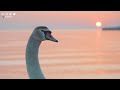 8K VIDEO WORLD OF BIRDS - 8K ULTRA HD VIEW