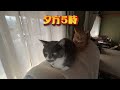 折り畳みベッド上で猫列車が連結