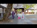 【Cherry blossoms】Yoshino cherry-trees are in full blossom at KYOTO 2021. #4K​ #染井吉野 #桜