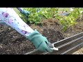 Early Potato Harvest In June, Yukon Gold and Adirondack Blue