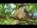 Colorful Birds | Breathtaking Nature & Amazing Birds Songs | Stress Relief