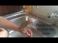 Chameleon playing with water