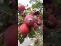 Crab Apple