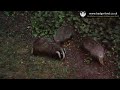 Badgers squabble and nip each other when getting too close to the food we left – 19th July 2016