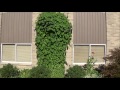 Tour of Morning Glory Vines Growing All Over My House