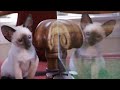 Protective First-Time Mom Looks After Her Curious Siamese Kittens | Too Cute!