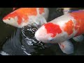 Tidak nyangka dengan air kolam yang kotor ikan koi nya ternyata lahap juga makan nya