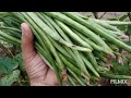 ganito po ang katangian ng gulay na ito maigsi lng bunga pero mahaba buhay#stringbeans