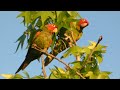 Red-masked Parakeets near Alhambra, CA (5.6.24)