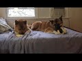 Akita Stubbs & Bella with birthday rawhides