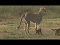 Cheetahs Aren't FASTER Than Lion's Brutal Kill of Cubs