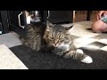 Сибирский кот и ПАПА - мужской РАЗГОВОР, уборка и игры