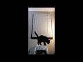 Jason the cat does 3 circus tricks!