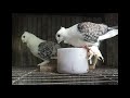 Cute birds having their lunch