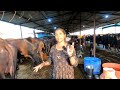 महिला असून सांभाळतेय 50 मुर्‍हा म्हशींचा गोठा | दररोज दूध 300 लिटर | buffalow farming sucess story