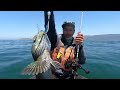 Live Bait BIG HALIBUT and Jigging for Dragons