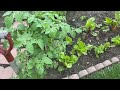 Home Sweet Homemade Homegrown Food Farm Garden Natural Organic Healthy Vegetables June 23 2024