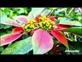 Beautiful Flower With Amazing Relaxing Piano Music For Study