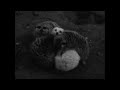 Super 8 Tri-X footage of white meerkat