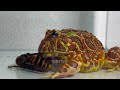 Give the  frog the queen of the giant hornet .../ Pacman frog , African bullfrog【LIVE FEEDING】