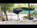 Squirrel vs Great Indian Majestic Peacock 🦚