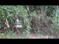 Jalan-jalan nang Nisor barongan ( kebon bambu ) || Kondisi terkini mburi omah