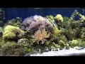 Pastor Tim's Reef Aquarium - 11-09-2014