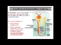 Bio102H Lec16 Part2