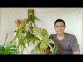 CARA MENANAM TANDUK RUSA(PLATYCERIUM) DENGAN MUDAH