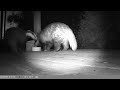 Tiny clip of mum and baby on the decking of hut 2