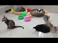 Funniest 2024😜Cats and 🥒 Cucumbers - Awesome Funny Pet Videos 😺🐶