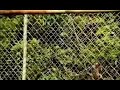 taken 3 fence scene but every cut has a rayman yeah sound effect accompanying it