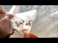 Sale Fancy pigeons bandipora Kashmir |कबूतरुण कि Sale|  کبوتر سیل