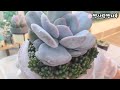 2024.07.16 다육이 아트, 다육이 분갈이해요🌸💕Succulent Plant Art Succulent Plant Planting