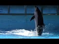 Ocean Discovery (Full Show) - Beluga Whales and Dolphins - SeaWorld San Antonio - March 3, 2023