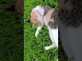 grass swimming with Zoey #cats #cat #fyp #fypシ #viral #cute #next #animals #youtube