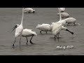 黑面琵鷺濕地覓食/Black-faced spoonbill Foraging