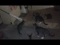 kittens vs a mop