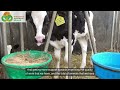 Visit to the Gaza Dairy Farm