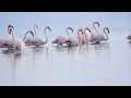 Flamingos  in Amvrakikos bay