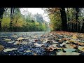 Forest Raining