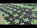 Home Sweet Homemade Homegrown Food Farm Garden Natural Organic Healthy Vegetables June 29 2024