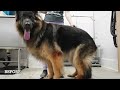 Giant King Shepherd amazing transformation | Huge furricane