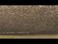 Mind Blowing Starling Murmuration - Exceptional Close Up in Cornwall