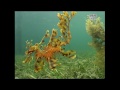 Leafy Sea Dragon, South Australia - Phycodurus eques