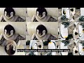 Emperor Penguins vs King Penguins: How to Distinguish Them???