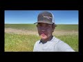 THE TOADFLAX IS EVERYWHERE    |    Checking Grain Quality, Pulling Weeds and a Change of Weather