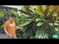 Tropical Home Outdoor Garden Tour in 2023 | Alone in Oasis's first garden tour in 2023