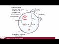 Free radicals| Cell Injury| Pathology| MBBS