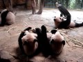 China Tour -- Life In Guangzhou -- Wildlife Park -- Part 12